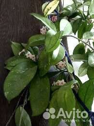 Растения для дачи и дома