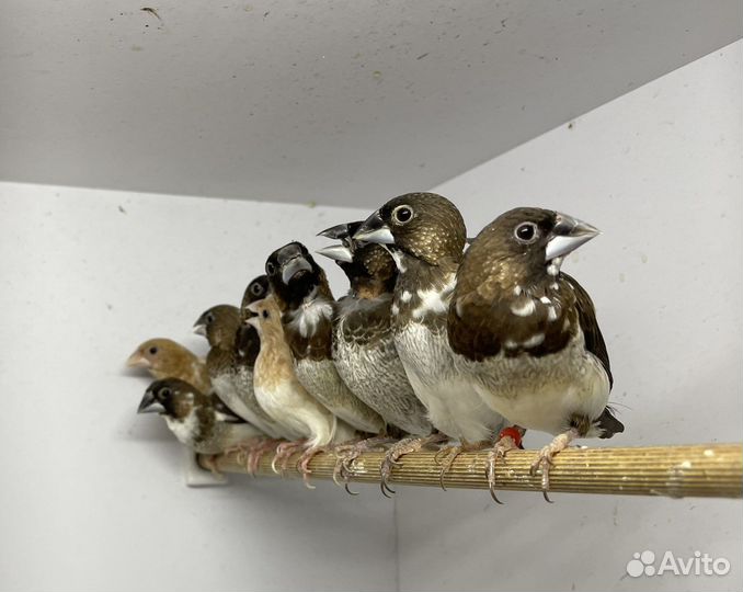 Японские амадины