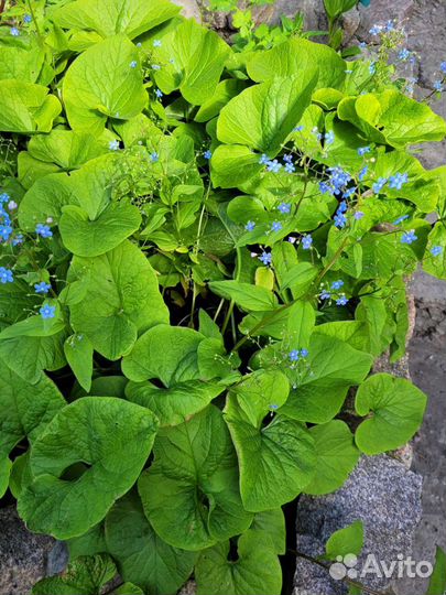 Садовые цветы и кустарники