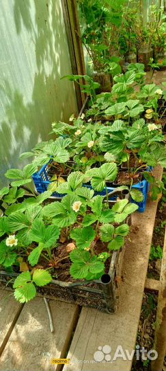 Саженцы яблони