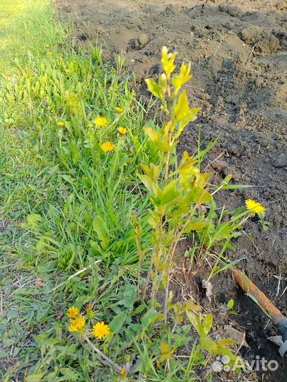 Саженцы плодовых деревьев