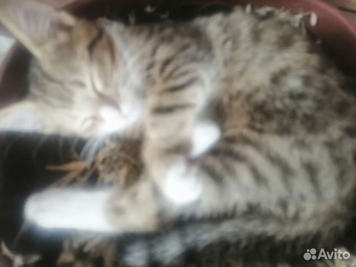 Оцикет котята