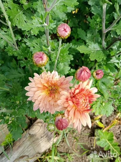 Хризантема