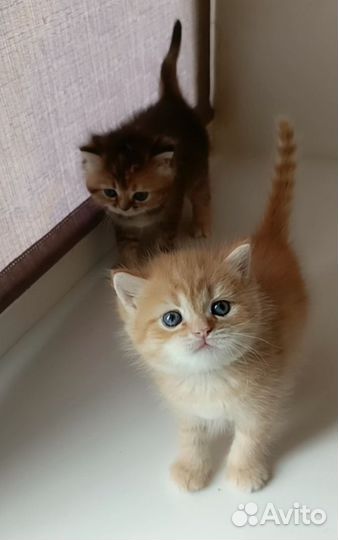 Британские котята