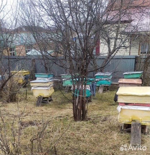 Продам пчелосемьи