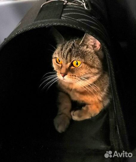 Шотландская кошечка
