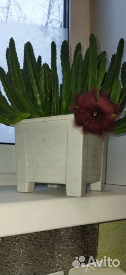 Стапелия, декабрист