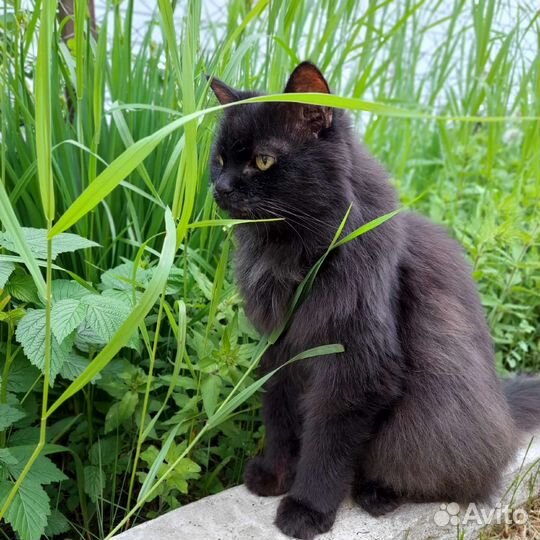 Котик ищет заботливых хозяев