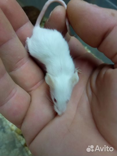 Мыши кормовые