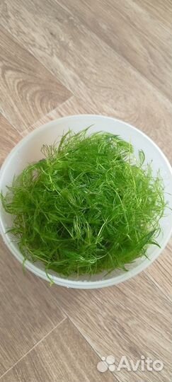 Аквариумные растения