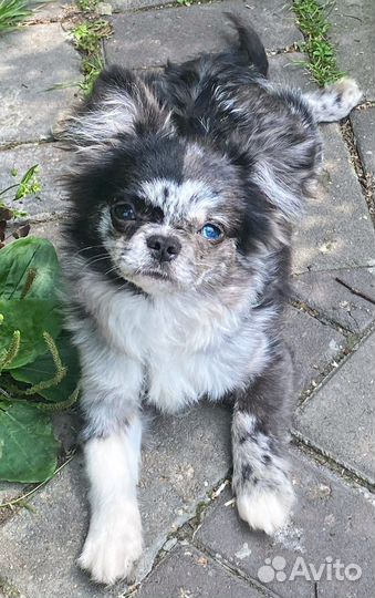 Подросток мерле красавчик