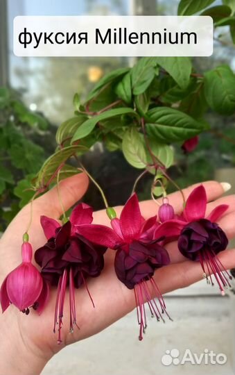 Фукcия укорененный черенок