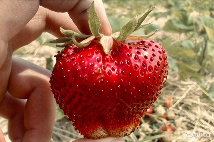 Клубника Земляника Садовая саженцы