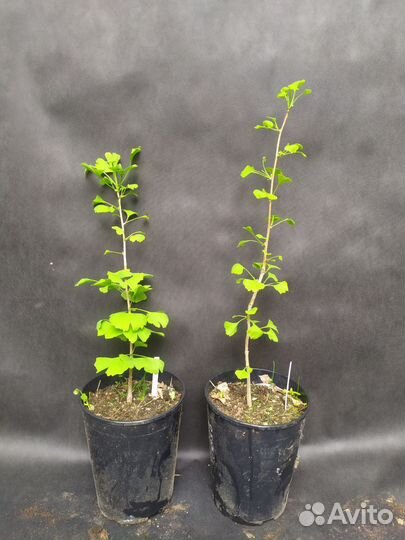 Гинкго билоба