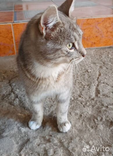 Продам кота