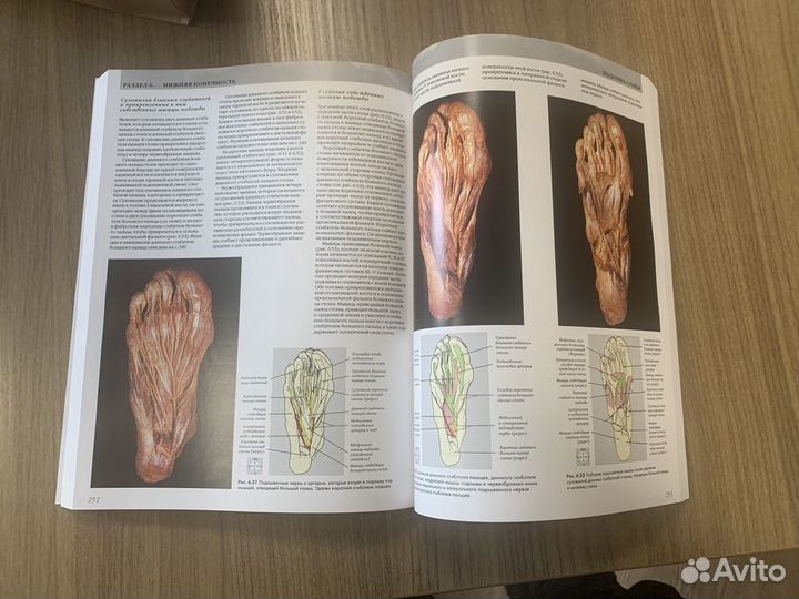 Анатомия Человека Гослинг Харрис Вайтмор Виллан