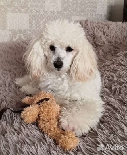 Вязка пудель