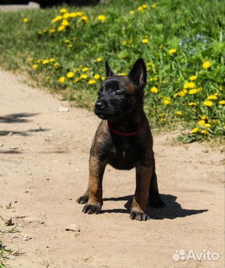 Щенки малинуа