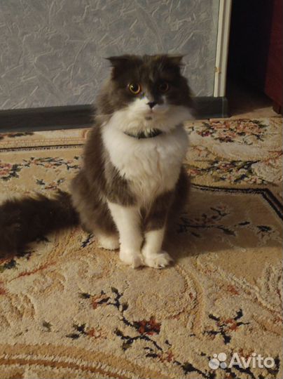 Британская кошка в дар