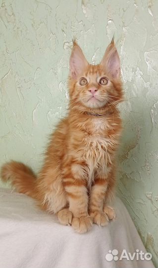 Мейн-кун девочки