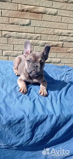 Малыши французского бульдога
