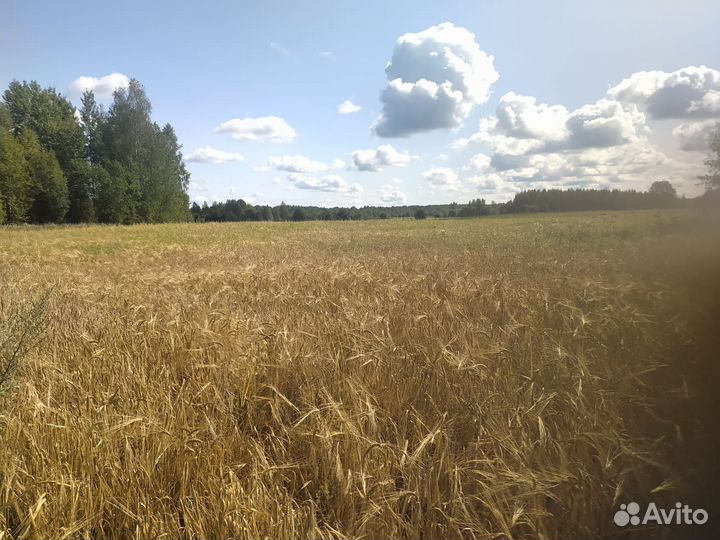 Продам зерно овёс и ячмень