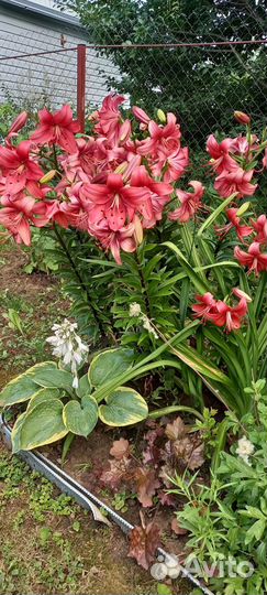 Многолетние садовые растения