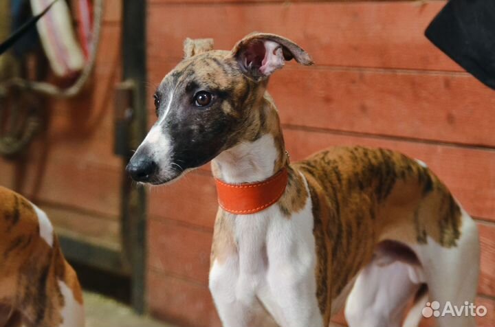 Щенки уиппета