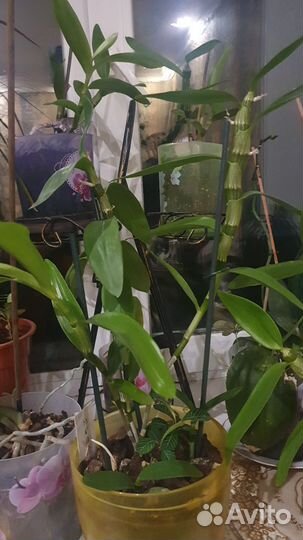 Орхидея фаленопсис, дендробиум