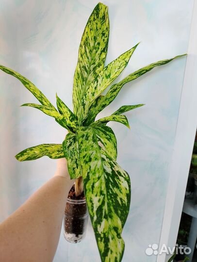 Диффенбахия