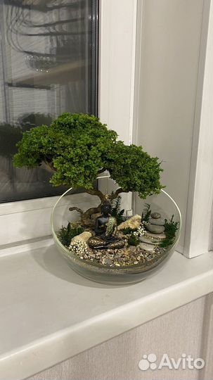 Моссариум бонсай