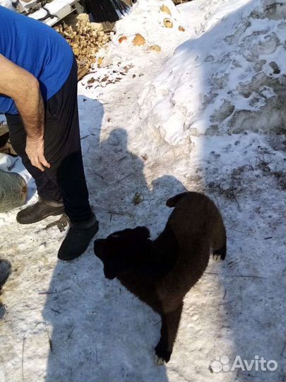 Щенки алабая бесплатно в добрые руки