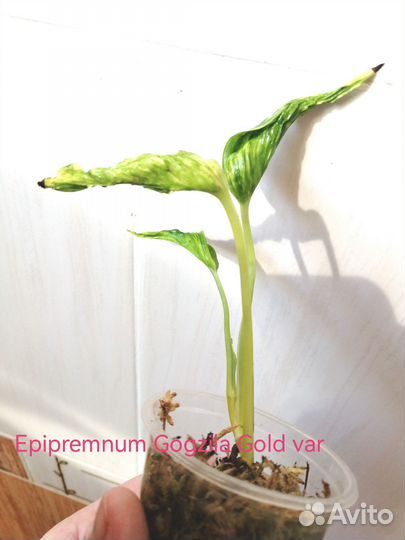 Epipremnum, Сциндапсус