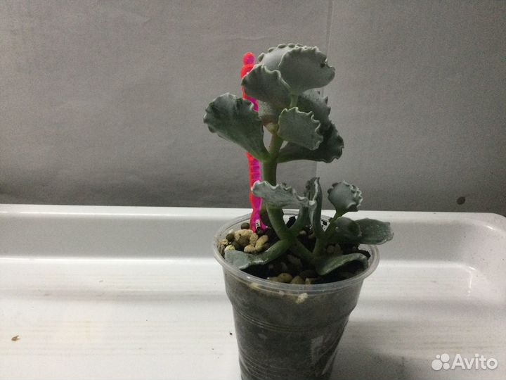 Каланхоэ,котиледон,плектрантус,сансивьерия,крассул