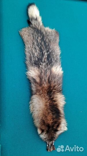 Шкурка енота