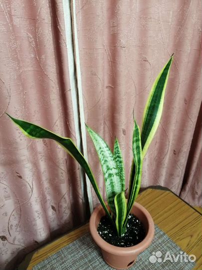 Сансевиерия