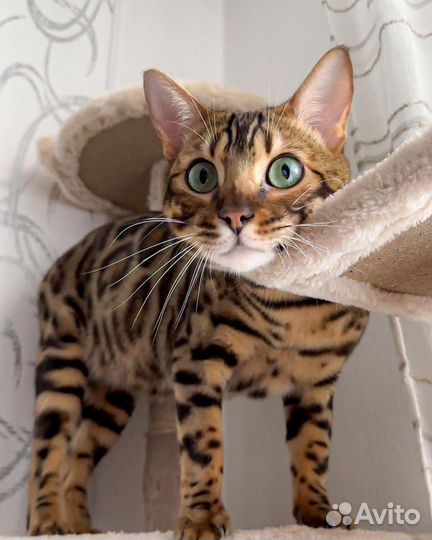 Бенгальская