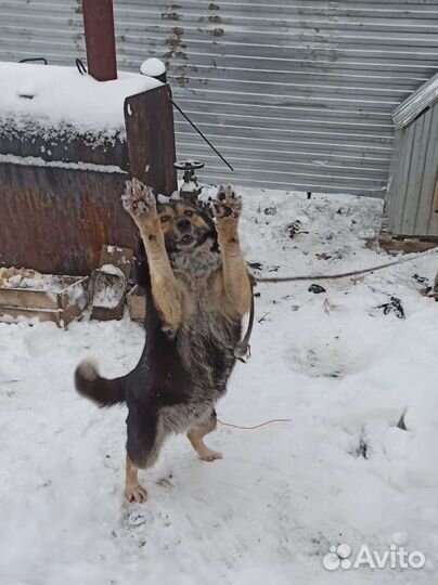 Собака ищет дом