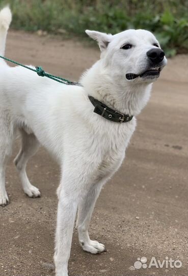 Собаки бесплатно