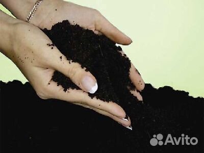 Черногрунт