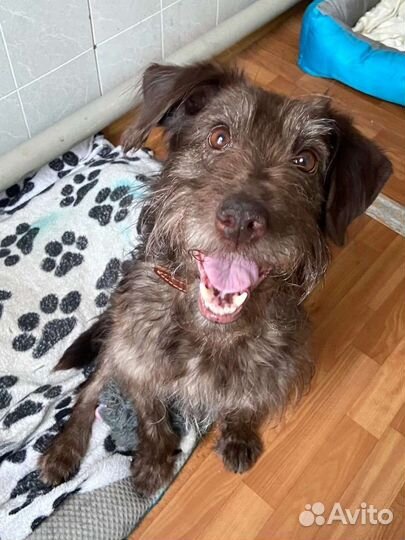 Собака Эля из приюта ищет дом