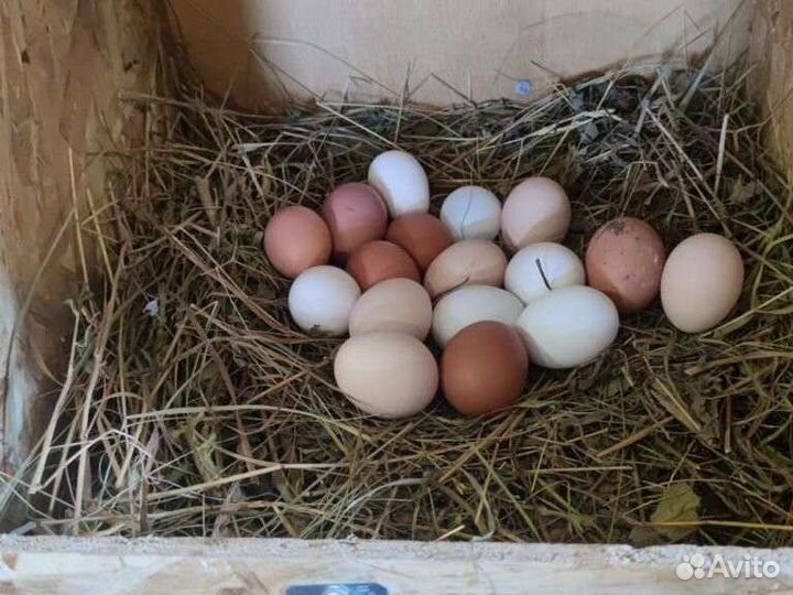 Домашние куриные яйца