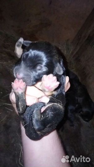Щенки метисы в добрые руки