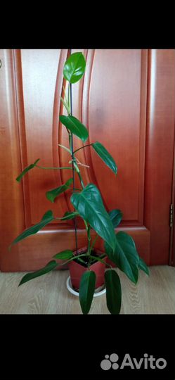 Филодендрон ы