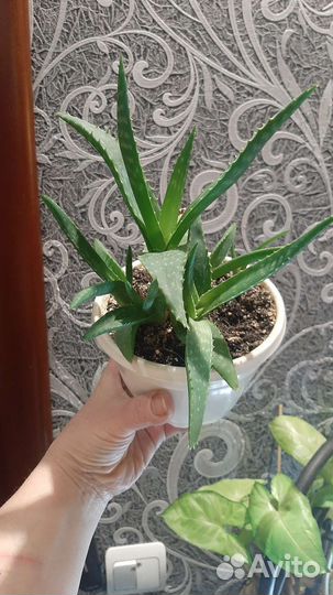 Алоэ низкорослое