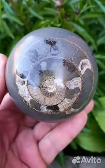 Шар из аммонитов