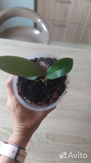 Орхидея фаленопсис