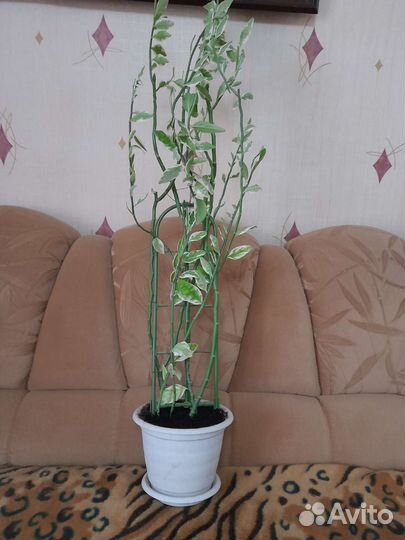 Педилантус - комнатный цветок