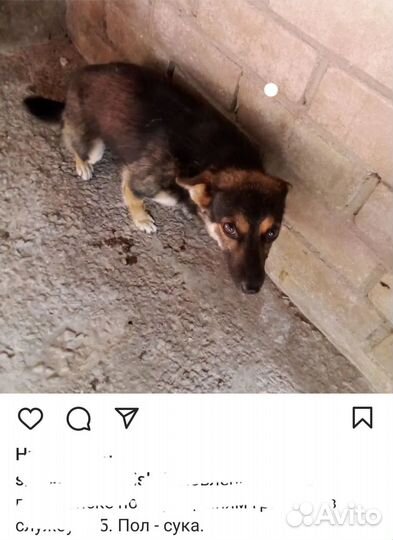 Девочка кроткая, нежная