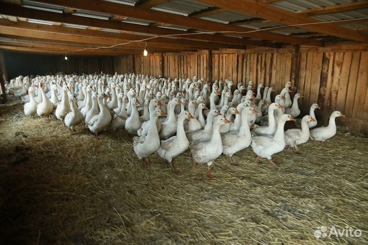 Гусята линда суточные